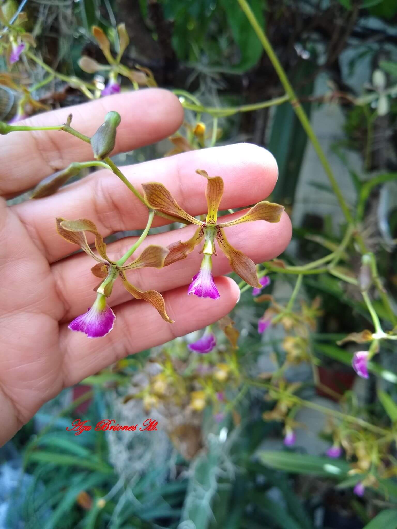Encyclia pollardiana